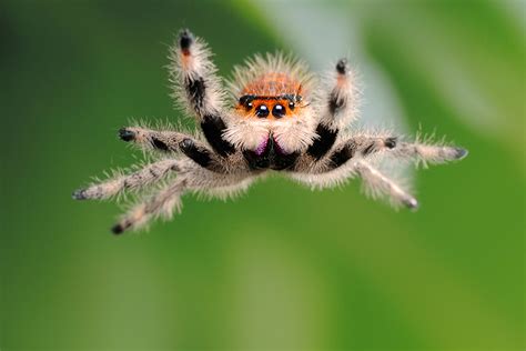  Didascalus! The Tiny Jumping Spider with Legs Like Silk Threads