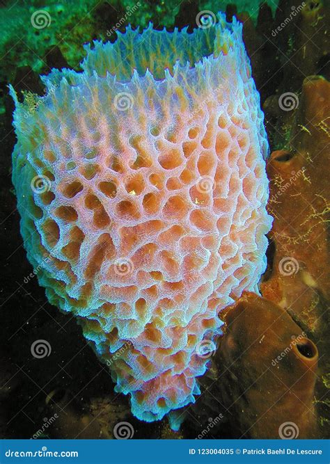  Griffithsia!  The Strikingly Colorful Sponge That Thrives in Coastal Depths