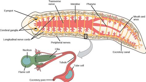  Hemitrema! A Trematode Mastermind Hiding in Plain Sight!