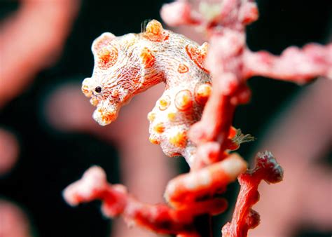  Jawfish! A Shellfish Master Of Camouflage And An Architect Of Underwater Homes