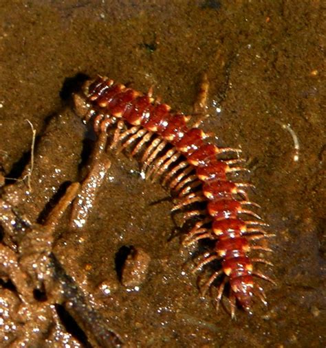  Oklahoma Red Millipede: A Tiny Armored Tank That Marches Through Decaying Leaves