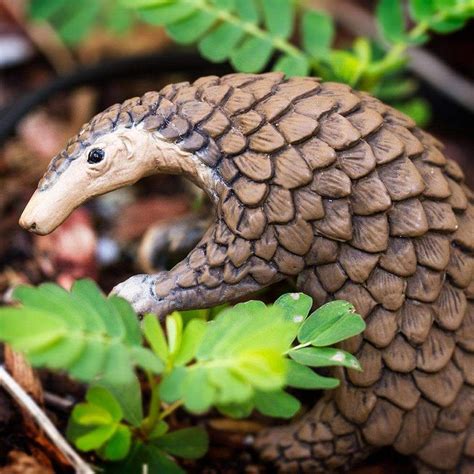  Pangolin! A Curious Creature Hiding Beneath Layers of Armor With Scales, Can These Anteaters Roll Into Unbreakable Balls?