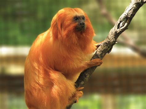  Tamarin! A Pocket-Sized Party Animal with Astonishing Acrobatics